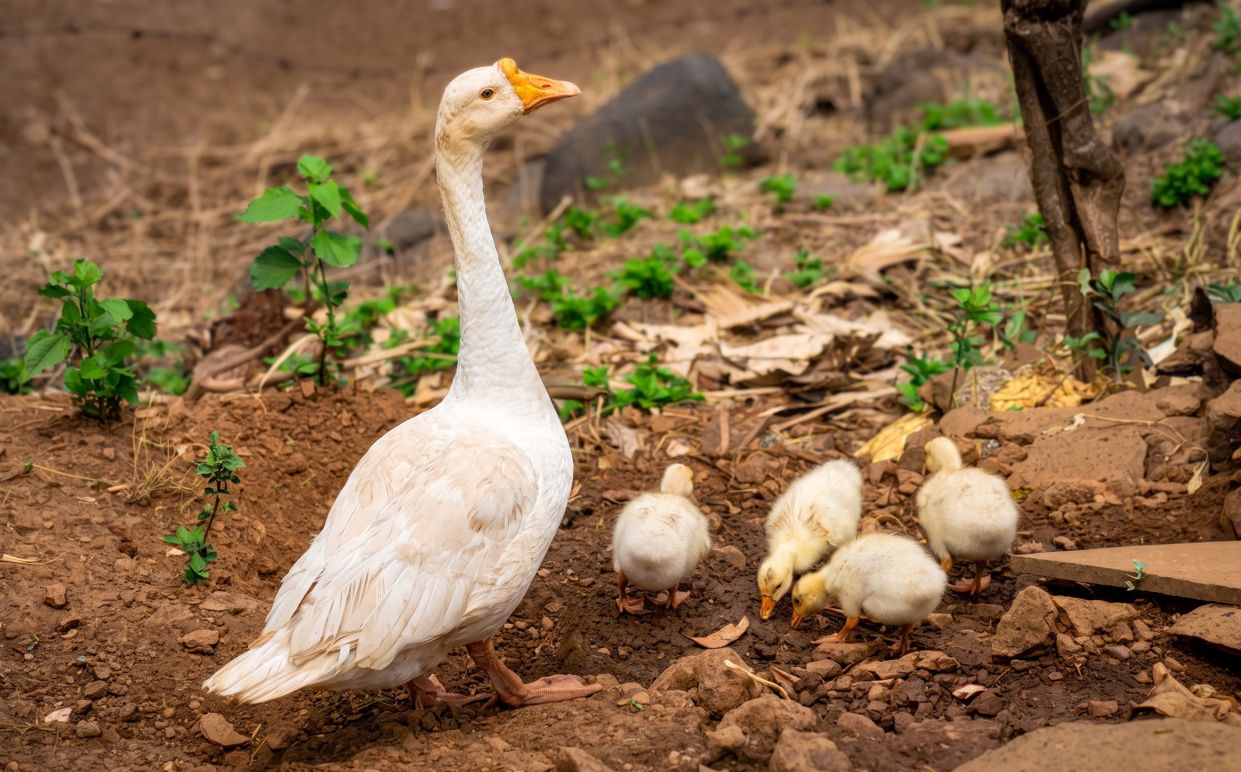 Goose and goslings at Breathe Woods