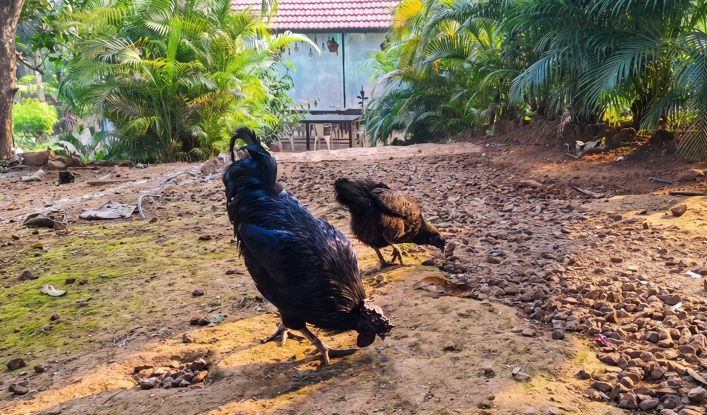 Hens wandering through the Breathe Woods gardens