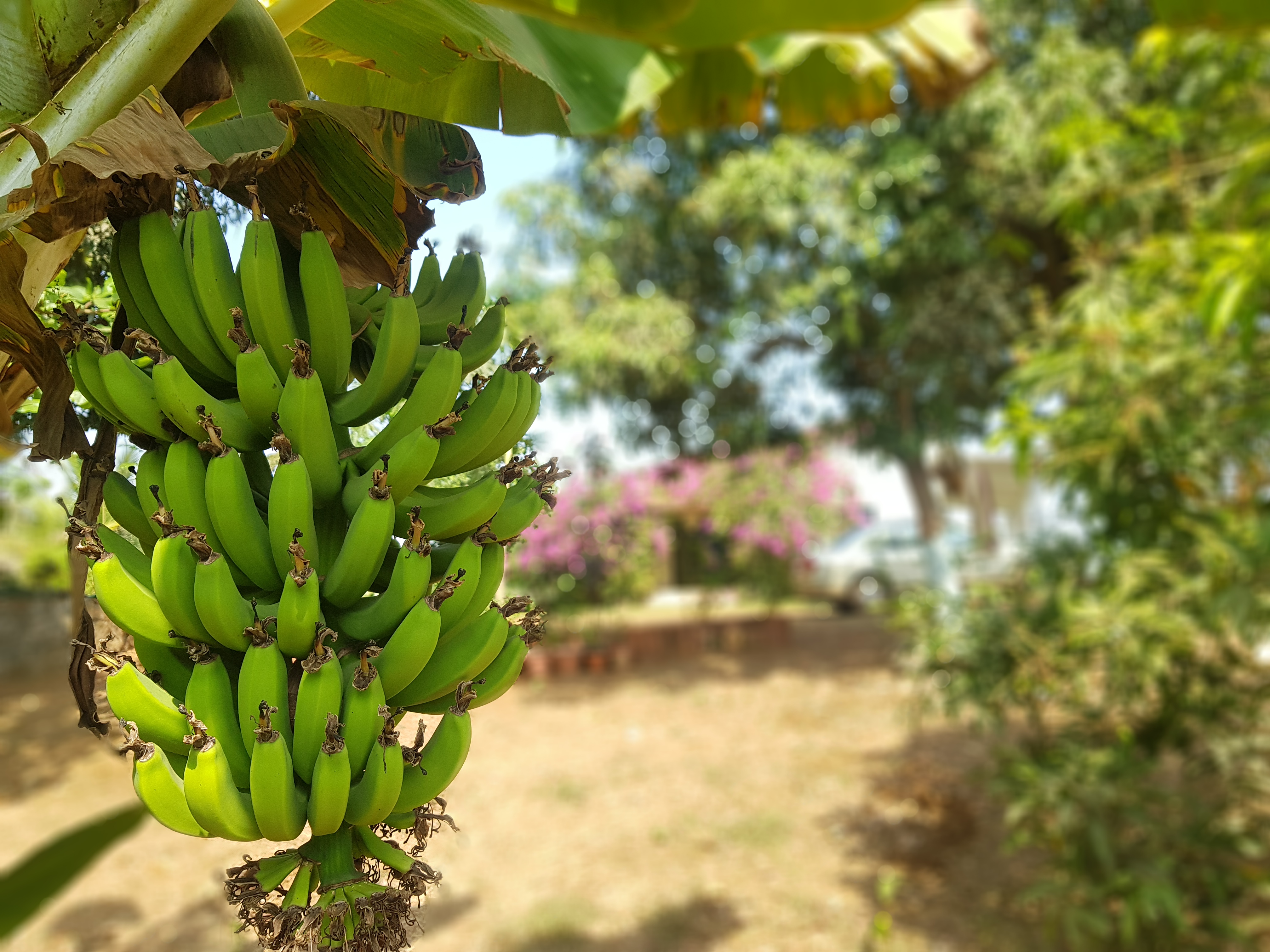 Bananas growing on the property