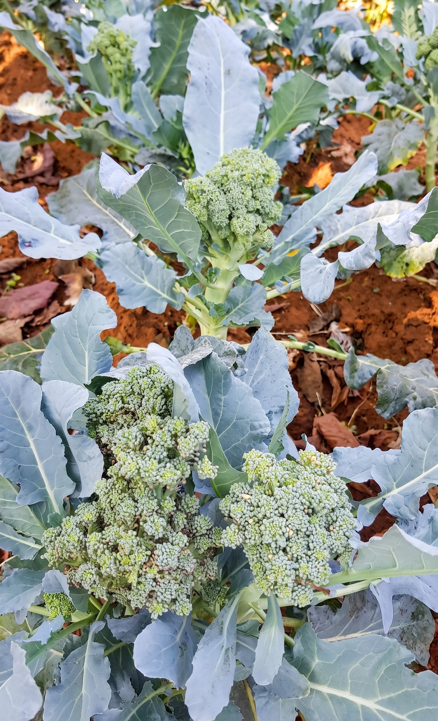 Broccoli growing in the Breathe Woods garden