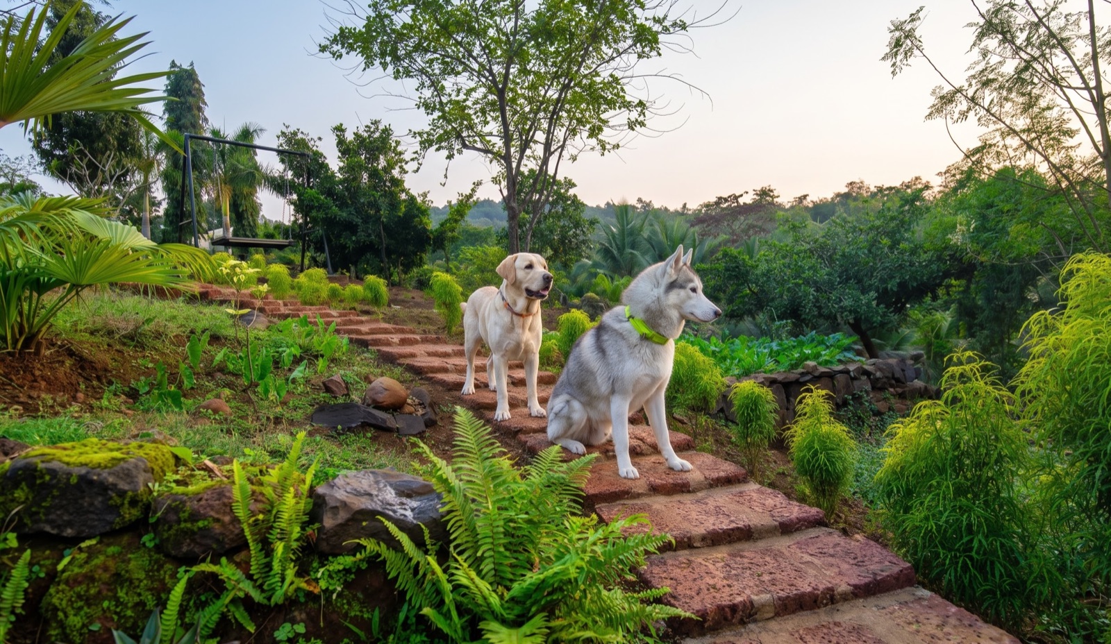 Dogs relaxing in the garden at Breathe Woods